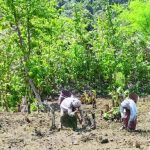 মধ্যযুগীয় কায়দায় ইউপিডিএফ এখন জনগণকে বেগার খাটাতে বাধ্য করে