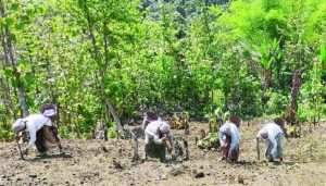 মধ্যযুগীয় কায়দায় ইউপিডিএফ এখন জনগণকে বেগার খাটাতে বাধ্য করে