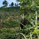 Destruction of Banana and Papaya Plantations by Forest Department Affects the Mro Community in Alikadam