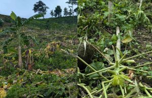 Destruction of Banana and Papaya Plantations by Forest Department Affects the Mro Community in Alikadam