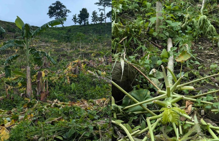 Destruction of Banana and Papaya Plantations by Forest Department Affects the Mro Community in Alikadam