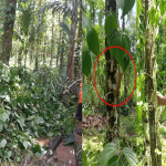 জাফলংয়ে দুর্বৃত্ত কর্তৃক খাসিয়া সম্প্রদায়ের দুই হাজার পান গাছ কর্তন