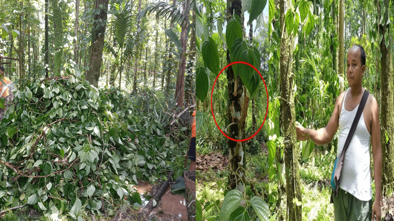 জাফলংয়ে দুর্বৃত্ত কর্তৃক খাসিয়া সম্প্রদায়ের দুই হাজার পান গাছ কর্তন