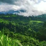 রক্তজবা ফুল