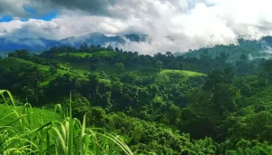 রক্তজবা ফুল