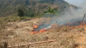 বিলাইছড়িতে সেনাবাহিনী কর্তৃক আবারও এক জুম্মর জুম পুড়িয়ে দেওয়ার অভিযোগ