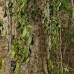 কুলাউড়ায় খাসিয়াপুঞ্জিতে দুর্বৃত্ত কর্তৃক সহস্রাধিক পানগাছ কর্তনের অভিযোগ