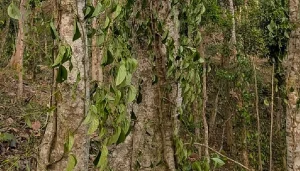 কুলাউড়ায় খাসিয়াপুঞ্জিতে দুর্বৃত্ত কর্তৃক সহস্রাধিক পানগাছ কর্তনের অভিযোগ