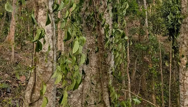 কুলাউড়ায় খাসিয়াপুঞ্জিতে দুর্বৃত্ত কর্তৃক সহস্রাধিক পানগাছ কর্তনের অভিযোগ