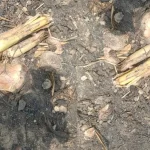 Allegation of looting and damage to Jum fields against Forest Department in Bandarban