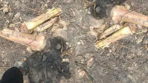 বান্দরবানে বন বিভাগের বিরুদ্ধে এক নিরীহ জুমচাষীর জুমে লুটপাট ও ক্ষয়ক্ষতির অভিযোগ